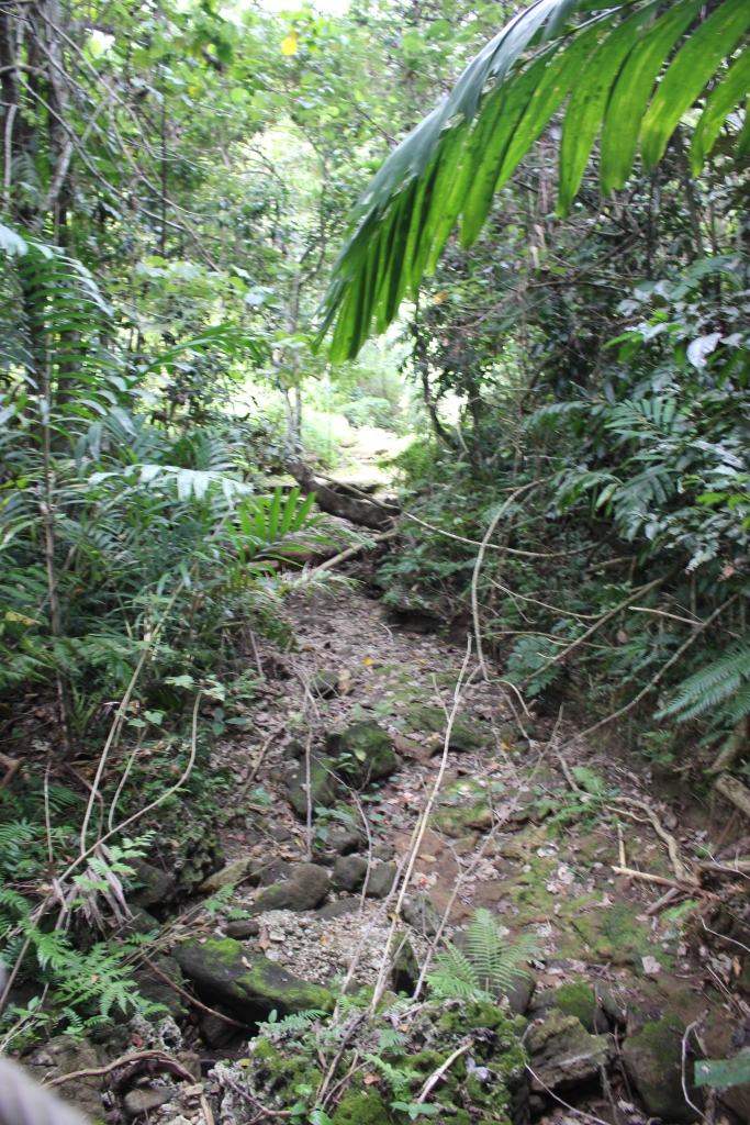 visiter vanuatu Activité jungle