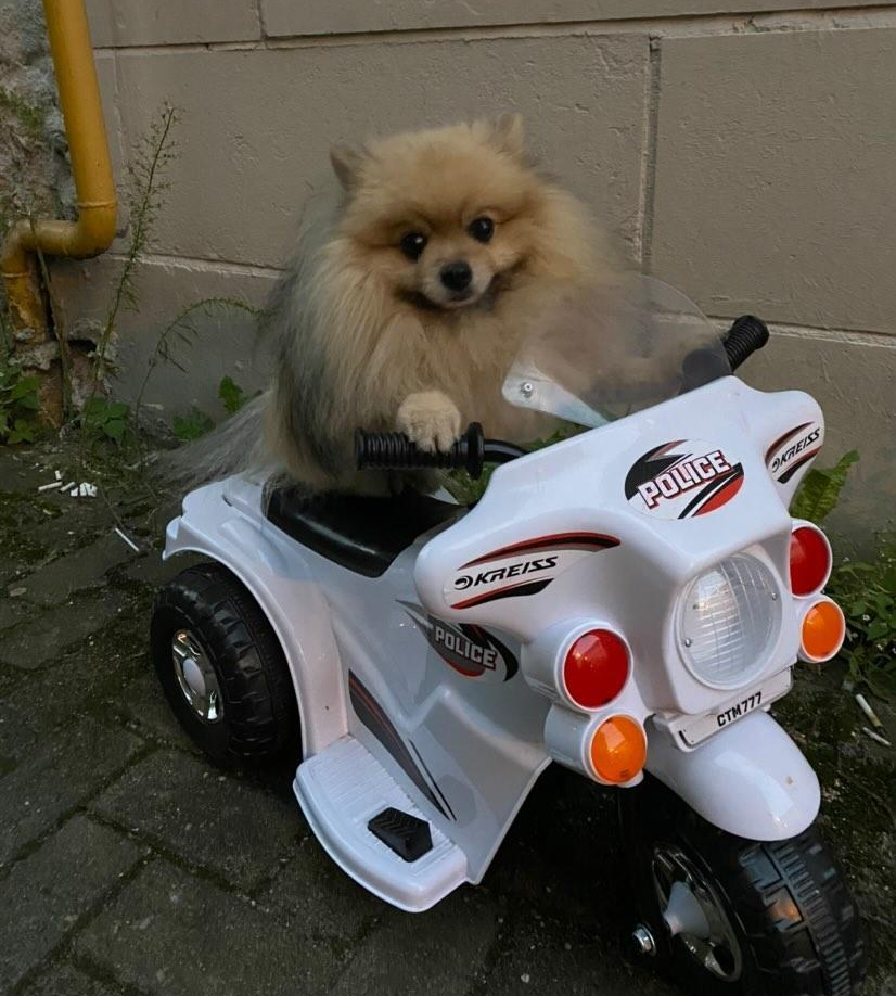 chien qui fait de la moto